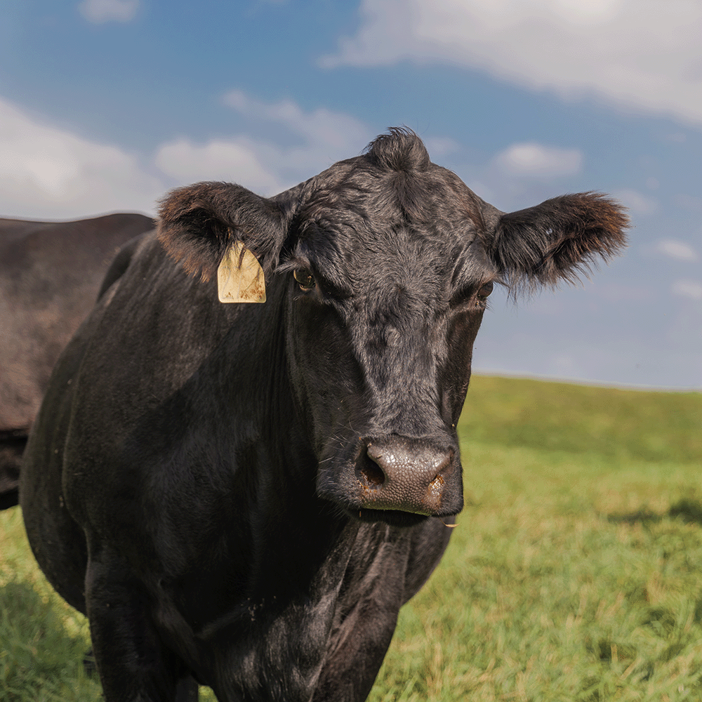 Official_44_Igenity-Beef_Kit-Photo.png